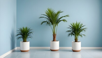 Fototapeta premium Three areca palm plants in white pots against a light blue wall in a modern room.