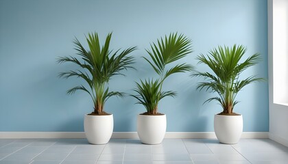 Obraz premium Three lush green potted plants sit in front of a soft blue wall, creating a minimalist indoor aesthetic.
