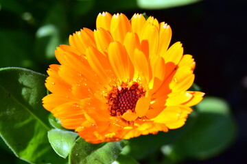 Nahaufnahme einer Ringelblume im Regen