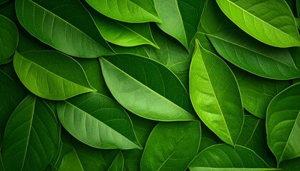Fototapeta premium green leaf background
