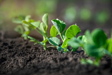 Young pea plant sprouts growing in rows in a field in the sun. Selective focus.