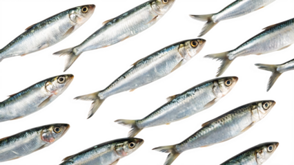 Sardines swimming pattern fresh fish seafood isolated on white background