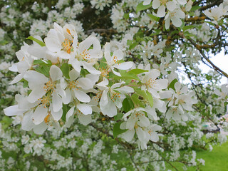 Close up of lush blooming apple tree in full blossom with white flowers on branch among fresh green leaves outdoors in spring garden. Beautiful springtime natural background, macro shot.