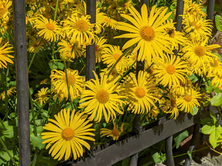 Close-up of lush blooming Doronicum orientale or Leopard's bane ornamental plant with yellow daisy flowers outdoors at sunny spring day. Beautiful springtime natural background, macro shot.