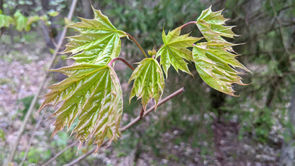 Closeup of maple tree branch with fresh young green leaves against blurred vegetation background in spring forest at cloudy day. Beautiful springtime natural backdrop, macro shot, shallow focus.