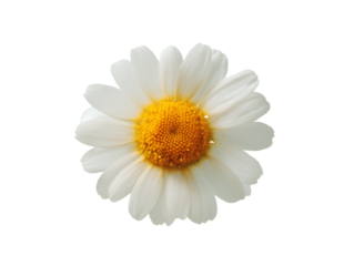Close-up Photograph of a Single Daisy Flower