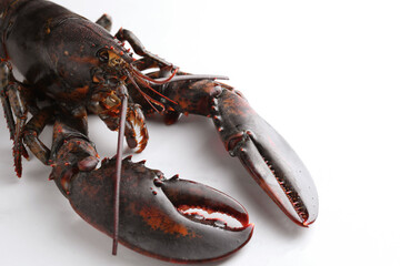 One raw lobster on white marble table, closeup