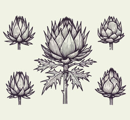 Hand drawn artichokes Botanical drawing. Simple line art thistle, stems illustration. Black and White wild flowers. Protea plants. Set of teasel outline doodle floral sketch. Leaves Silybum marianum