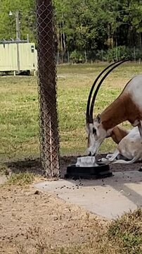 scimitar horned oryx
