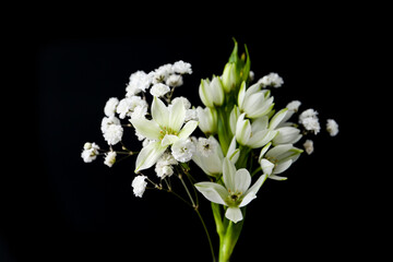 Bouquet with beautiful gypsophila and freesia on white background