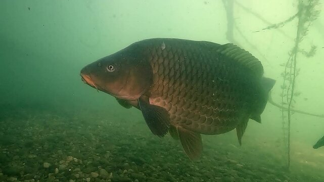 A carp approaches the camera under submerged branches, showcasing a close-up of its eye before swimming away, followed by a second fish appearing in the frame.