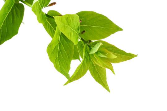 Branch of hackberry tree isolated on white