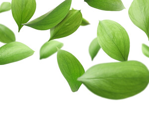 Many fresh green leaves flying on white background
