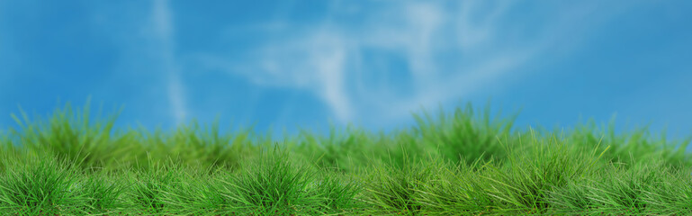 Obraz premium Lush green grass growing under blue sky. Banner design
