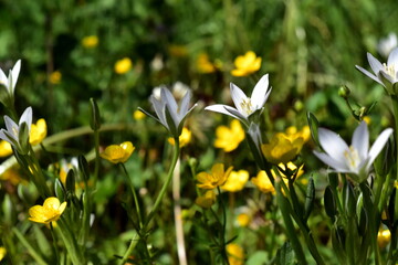 Milchsterne und Butterblumen auf einer Frühlingswiese