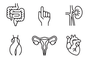 Simple Line Art Illustration of Human Internal Organs
