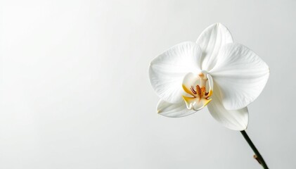 Delicate white orchid blossom on pure white backdrop, aesthetic, flower, blossom
