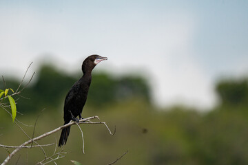  little cormorant stands on a tree trunk in a lake