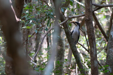 Sri Lanka grey hornbill  perching on tree
