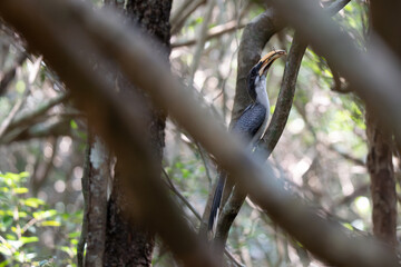 Sri Lanka grey hornbill  perching on tree
