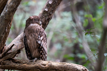 A Closeup of brown fish owl  sitting on the branch of tree