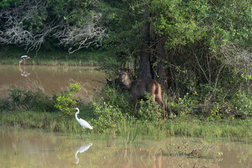 Sambar deer  in natural habitat in srilanka