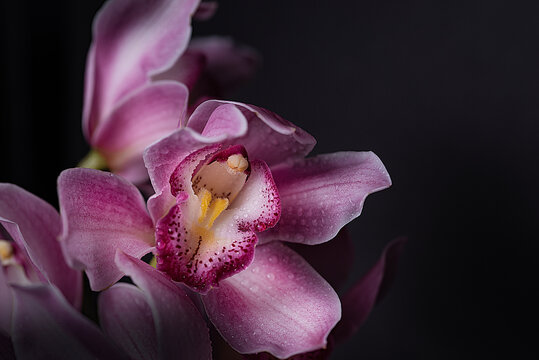 Fototapeta Pink Orchid 