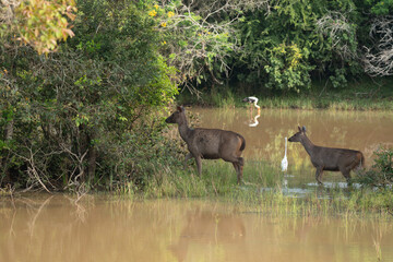 Sambar deer  in natural habitat in srilanka
