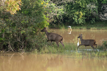 Sambar deer  in natural habitat in srilanka