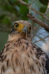 crested serpent eagle close-up portrait. Wildlife photo