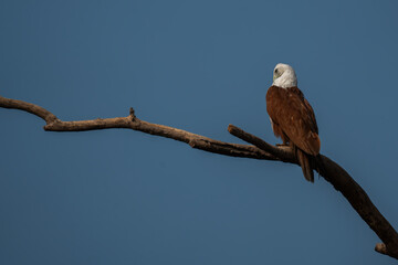 A low angle shot of a brahminy kite perched on a dead tree