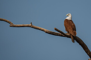 A low angle shot of a brahminy kite perched on a dead tree