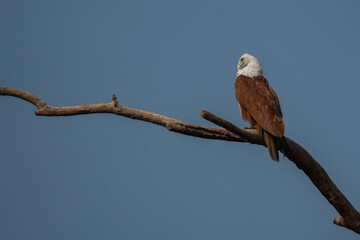 A low angle shot of a brahminy kite perched on a dead tree
