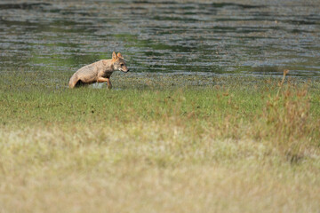 Golden jackal in its natural habitat - wildlife shot