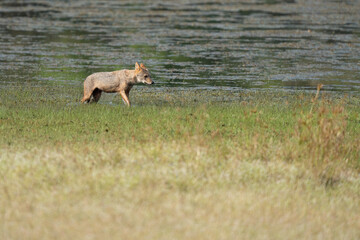 Golden jackal in its natural habitat - wildlife shot