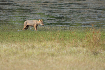 Golden jackal in its natural habitat - wildlife shot