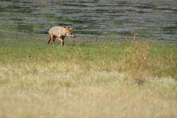 Golden jackal in its natural habitat - wildlife shot