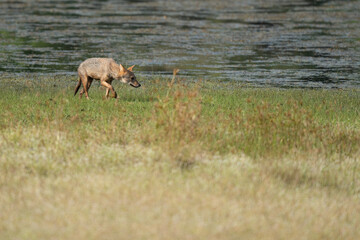 Golden jackal in its natural habitat - wildlife shot