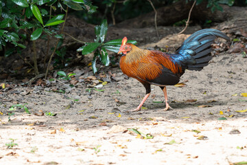 junglefowl  in its natural environment