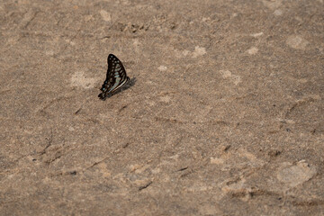   Common Jay butterfly sun tanning on the ground