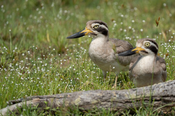 great thick-knee in its natural habitat 