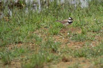  little ringed plover  in its natural habitat