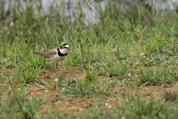  little ringed plover  in its natural habitat