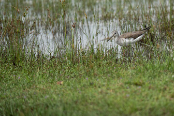 common greenshank in its natural habitat
