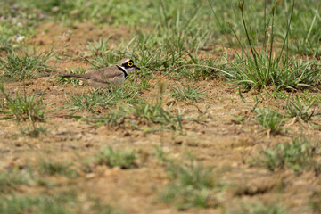 little ringed plover  in its natural habitat