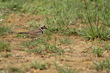  little ringed plover  in its natural habitat