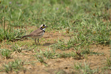  little ringed plover  in its natural habitat
