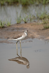 common greenshank in its natural habitat