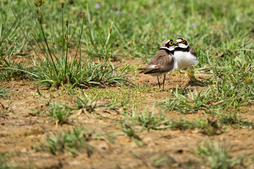  little ringed plover  in its natural habitat