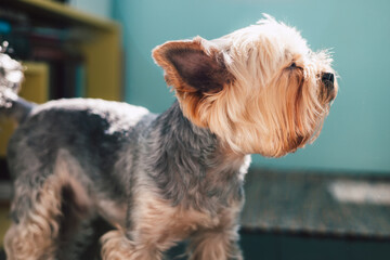 A curious yorkshire terrier dog poses, showing off its unique haircut and attentive pose against a...